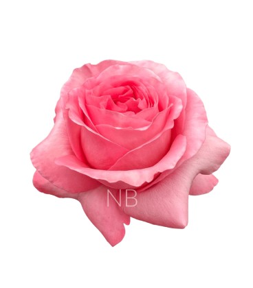 Rose Equat Pink Xpress 50 cm x 12