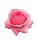 Rose Equat Pink Xpress 50 cm x 12