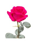 Rose Equateur Pink Floyd 50 Cm