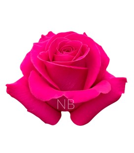 Rose Equat Pink Floyd 50 cm x 25