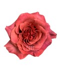 Rose equat Razzmatazz 50 cm x 25
