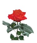 Rose Equateur Orange Crush 50 cm