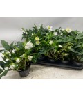 Hellebore Happy day pot de 12