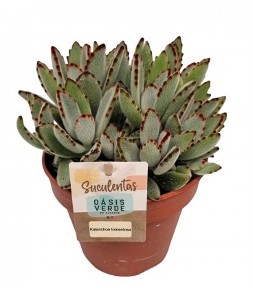 Kalanchoe Tomentosa Ø 14