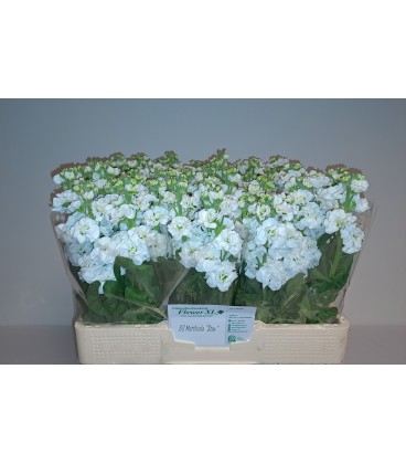 Giroflée Stox White 60 cm