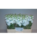 Giroflée Stox White 55 cm
