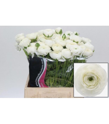 Renoncule blanche elegance 45 cm