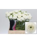 Renoncule blanche elegance 45 cm