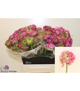 Renoncule Ponpon Malva 45 cm