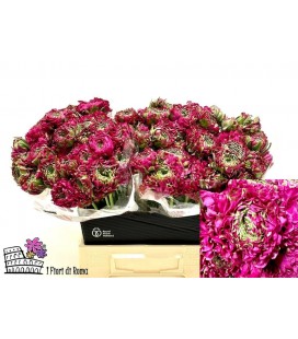 Renoncule Pon pon Aladdin