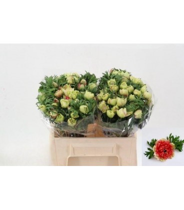 Anemone Fstar Bi Red 35 cm