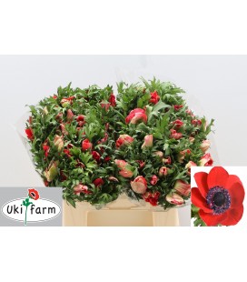 Anemone Galil rouge 40 cm