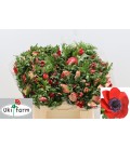 Anemone Galil rouge 40 cm