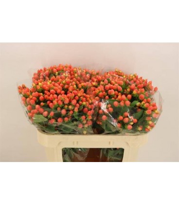 Hypericum Mag Royal Princesse 50 cm