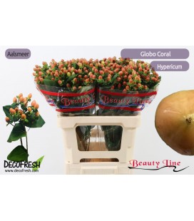 Hypericum Globo coral 60 cm x 25