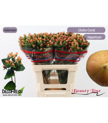 Hypericum Globo coral 70 cm