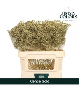 Gypsophile teinté Or