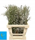 Genet Blanc 65 cm Botte de 150 gr