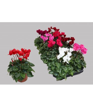 Cyclamen carino 10.5