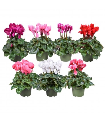 Cyclamen Mammoth Ø 13