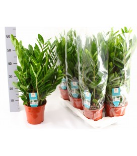 Zamioculcas pot de 17 H 60