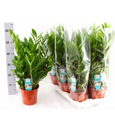 Zamioculcas pot de 17 H 65