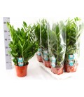 Zamioculcas pot de 17 H 65