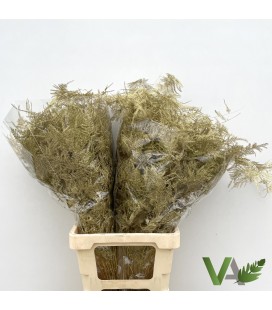 Asparagus teinté Or 85 cm