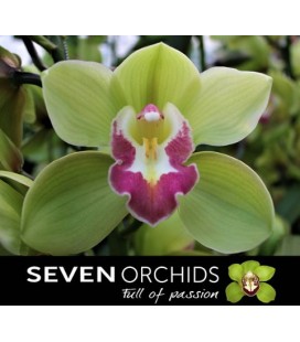 Cymbidium Bremo 80 cm