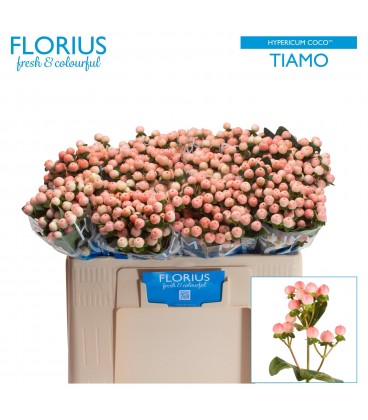 Hypericum Coco Tiamo 50 cm