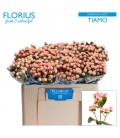 Hypericum Coco Tiamo 50 cm