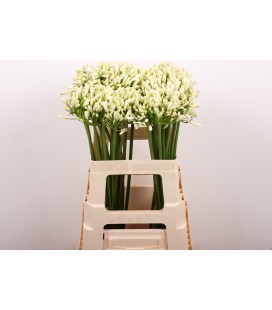 Agapanthe Blanche 70 cm
