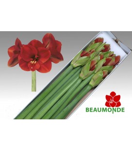 Amaryllis Ferrari 75/80 cm