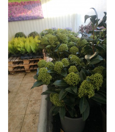 Skimmia white globe Ø 17