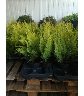 Chamaecyparis Ivonne Ø 13