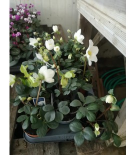 Hellebore Niger Ø 09