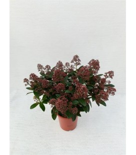 Skimmia rub 20/+ fl Ø 17