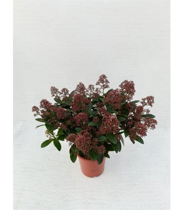 Skimmia rub 20/+ fl Ø 17