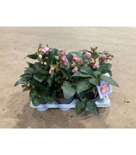 Hellebore Froskiss elemantal Ø 15