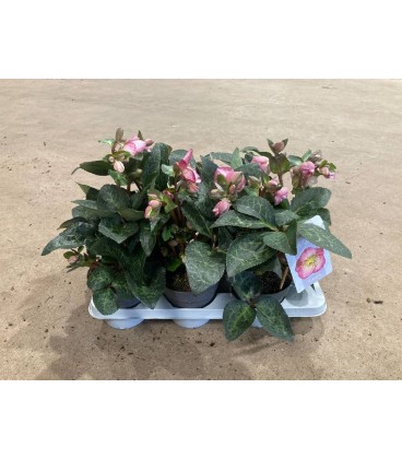 Hellebore Froskiss elemantal Ø 15