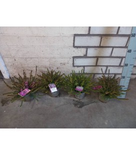 Erica Darleyensis Ø 12