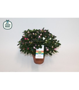 Azalée arc en ciel Ø 14 h 30