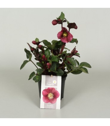 Hellebore Frostkiss anna red pot 15