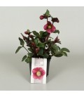 Hellebore Frostkiss anna red pot 15