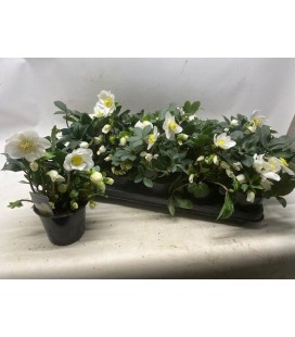 Hellebore Happy days Ø 12