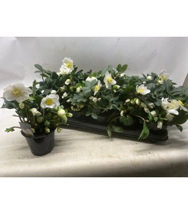 Hellebore Happy days Ø 12