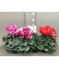 Cyclamen pot de 13 mix 