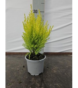 Gold crest pot de 9 h 30