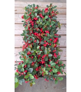 Gaulteria Precubens Ø 10.5