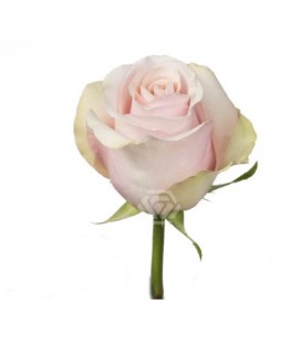 Rose Equat Mother of pearl 50 x 25